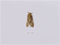 藏品(著蕊尾舟蛾)的圖片